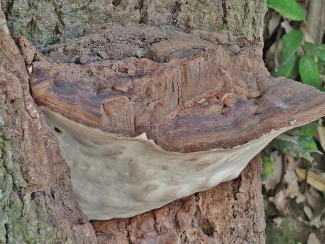 サルノコシカケあれこれ 霊芝 樹木腐朽菌 おとろ日記