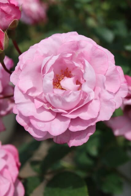 紫がかったピンクの花がたくさん咲くバラ 乙女心 春薔薇シリーズ 21 084 野の花 庭の花
