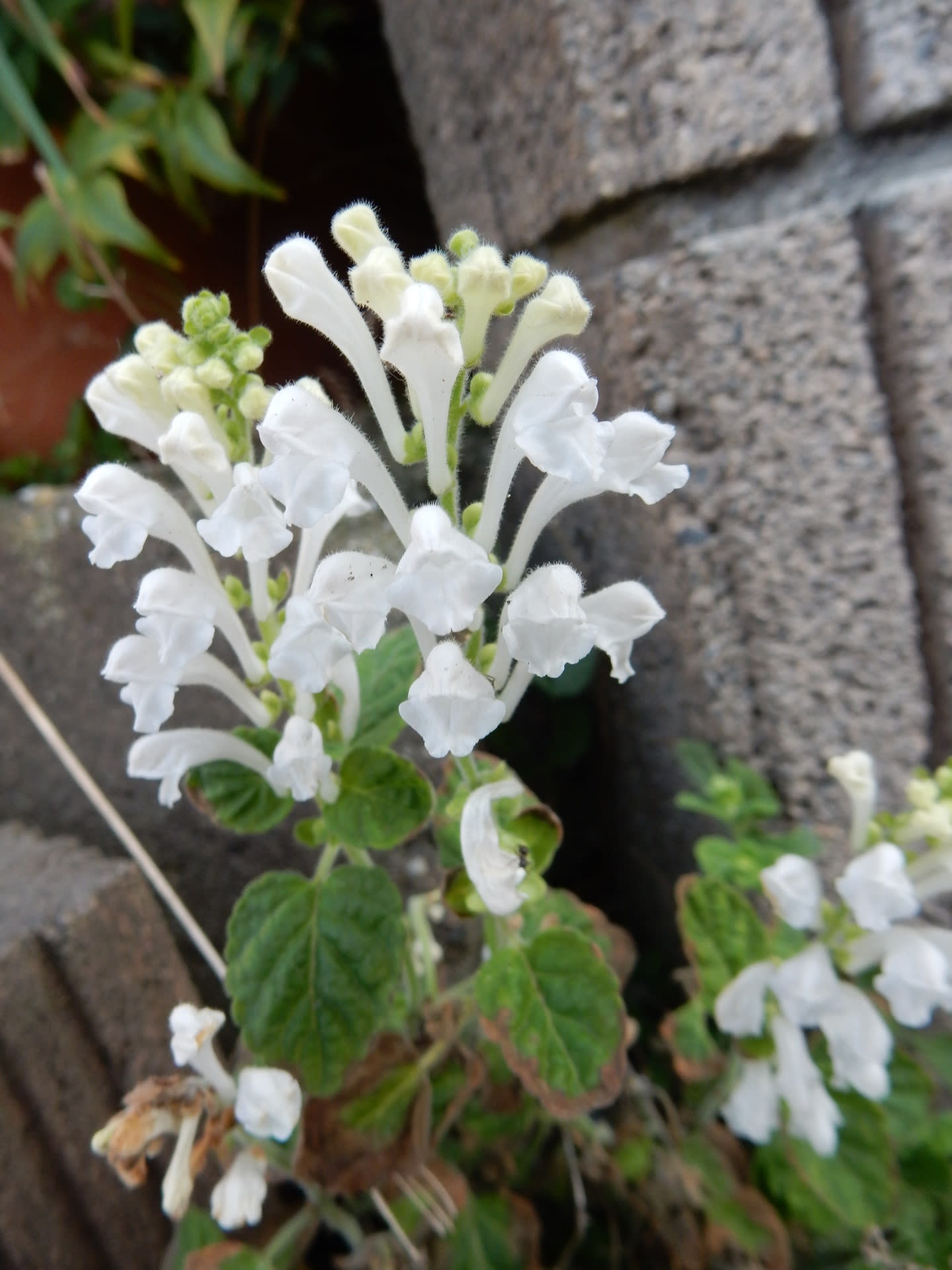白いタツナミソウ シソ科の白い花 Konasukeの部屋