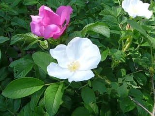 実生ハマナス白の花 野の花ガーデンblog