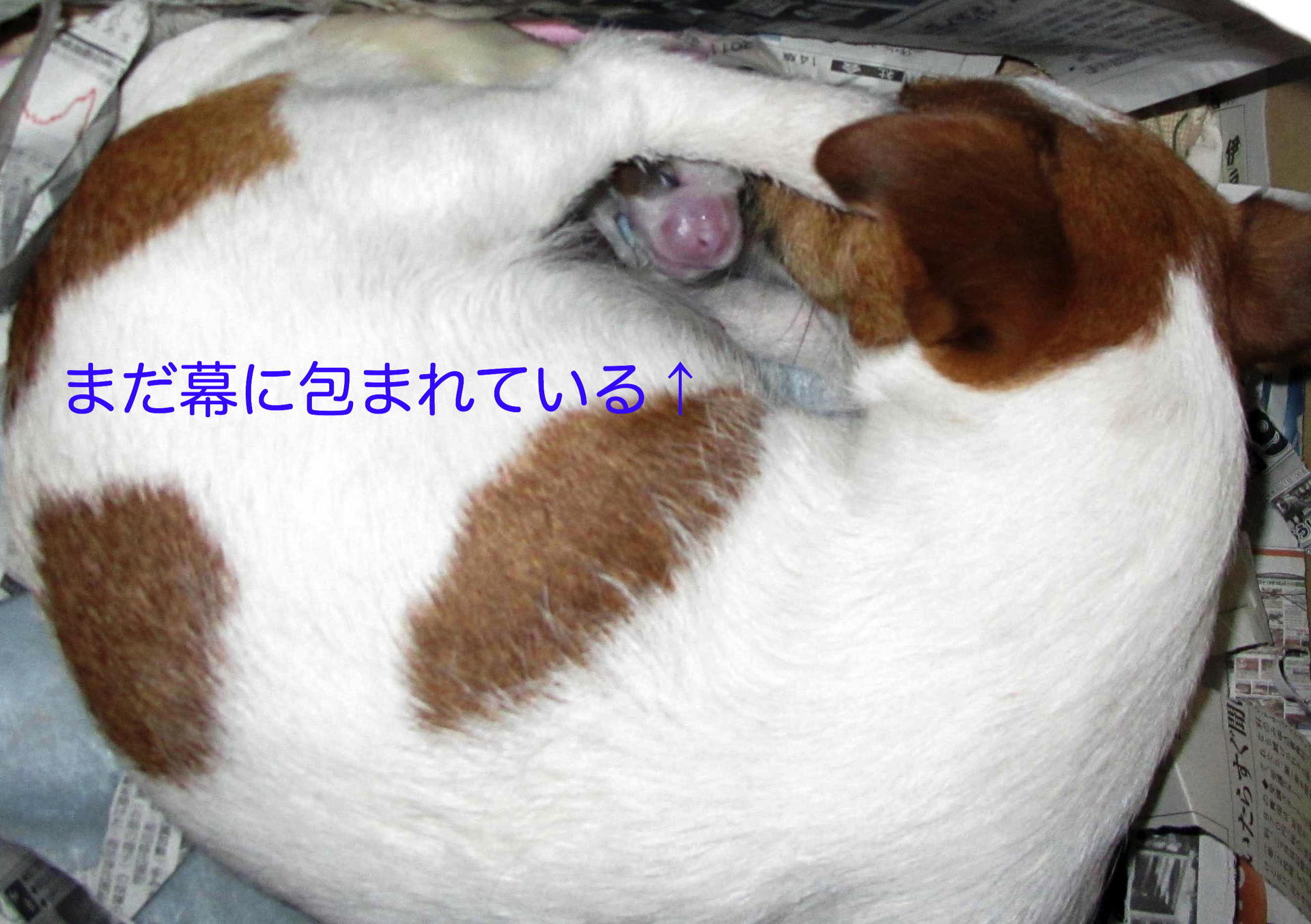 生まれた 犬の妊娠出産記録30 元気の素 チャッピー クアトロ ジャクラッセルテリア