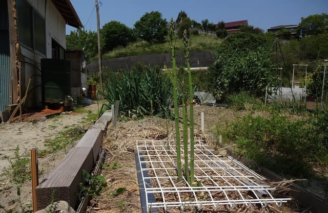1坪百姓 やっと朝食にあがります アスパラ4本 05 06 1坪百姓の気まぐれ菜園 1坪百姓 やっと朝食にあがります アスパラ4本 05 06 1坪百姓の気まぐれ菜園