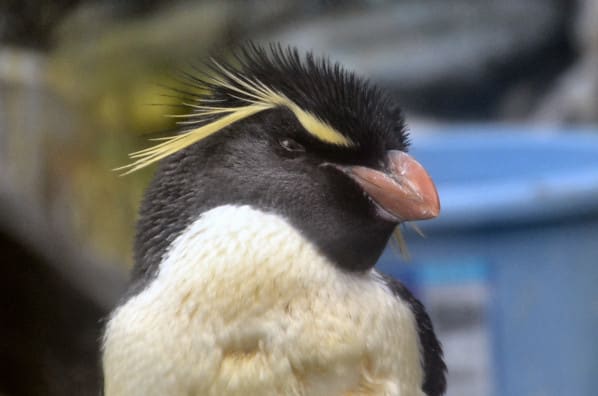 ６月の水族館 01 ペンギンランド カエサルの世界