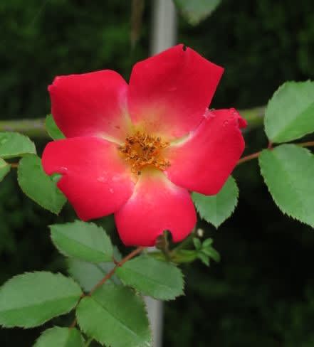 可憐な一重の赤のつるバラ カクテル 春薔薇シリーズ 066 野の花 庭の花