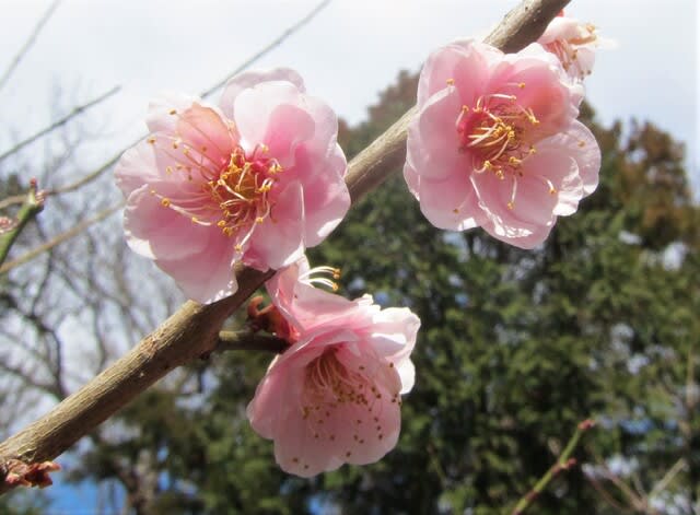 いろんな名前の梅の花 水戸市植物公園 顎鬚仙人残日録 いろんな名前の梅の花 水戸市植物公園 顎鬚仙人残日録