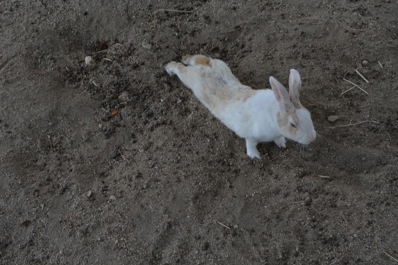 I M Back うさぎの島no 1画像決定 ハムケツの次はウサケツ アイシスちゃまのスイート日記 I M Back うさぎの島no 1画像決定 ハムケツの次はウサケツ アイシスちゃまのスイート日記