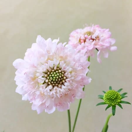ナナライトピンク - 花のある生活