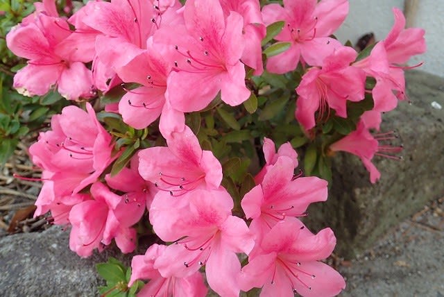 サツキ(大盃・大極殿)・自宅 - nokoの花図鑑 サツキ(大盃・大極殿)・自宅 - nokoの花図鑑