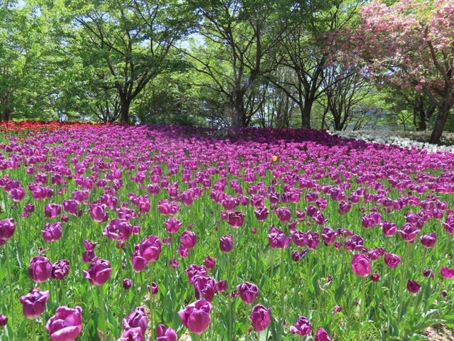 国営アルプスあづみの公園で見たチューリッの花