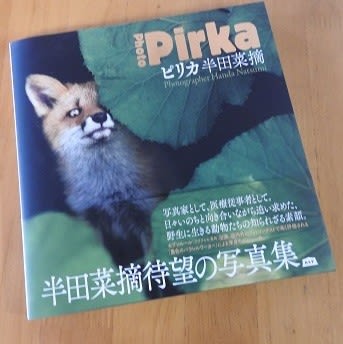 北海道の野生動物の写真集 Pirka エゾリスくるみちゃん便り