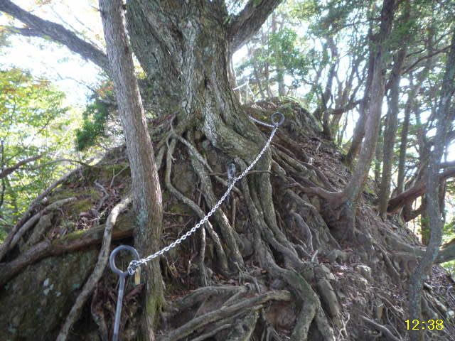 木の根ピーク