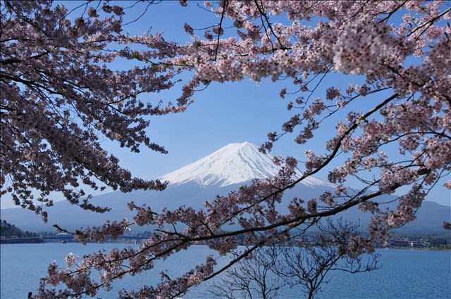 河口湖の桜と富士山～富士河口湖町 - 気まぐれフォトダイアリー