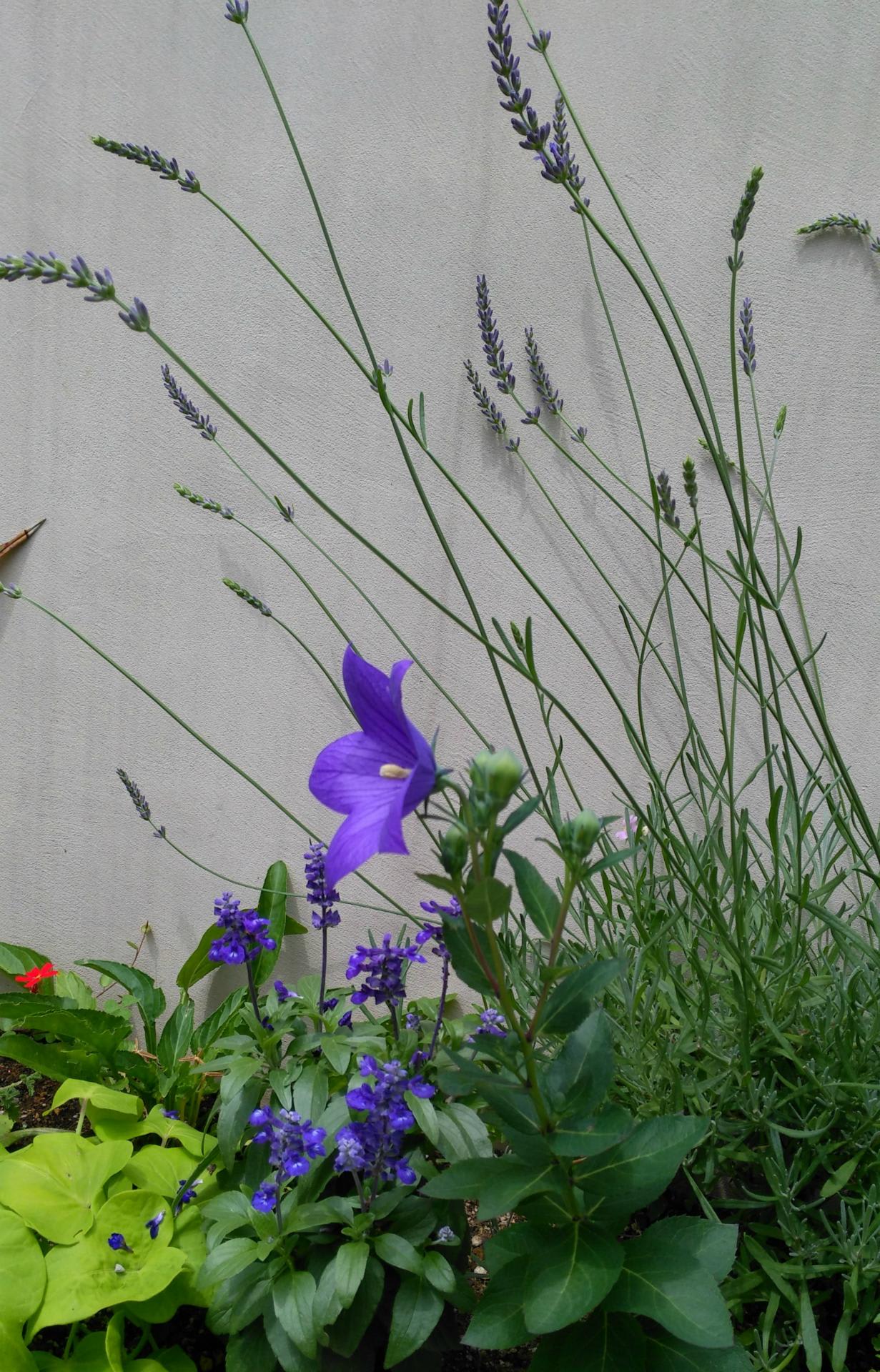 6月 紫の花 ワイルド ガーデン