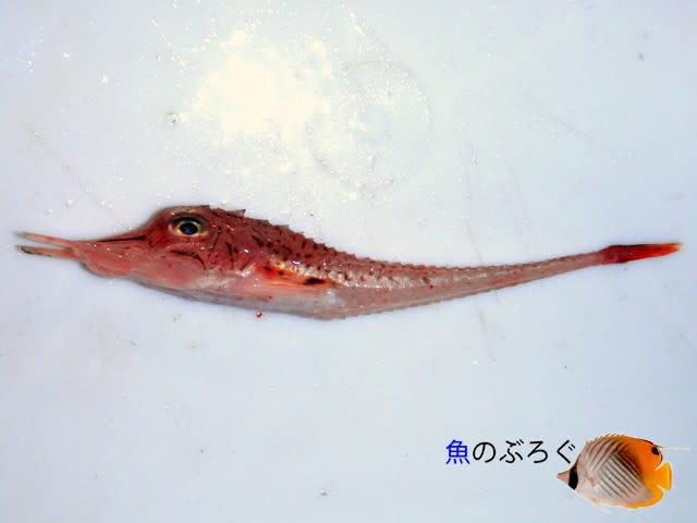 深海魚39.キホウボウ - 魚のぶろぐ