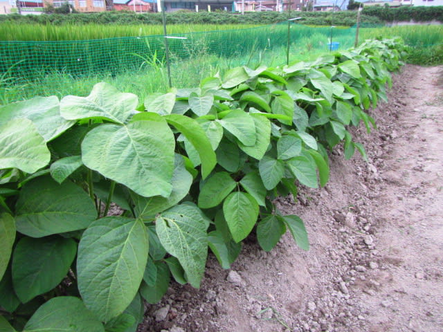 丹波黒大豆 枝豆 の土寄せ 2 支柱立て 大好き 野菜の時間