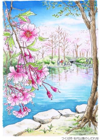 松代公園のしだれ桜 おさんぽスケッチ にじいろアトリエ 水彩 色鉛筆イラスト スケッチ