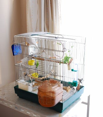 文鳥ルール 夏の間のカゴの置き場所 ぶんぶんブログ 日々文鳥 文鳥ルール 夏の間のカゴの置き場所 ぶんぶんブログ 日々文鳥