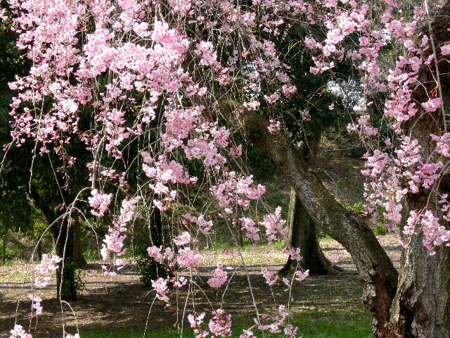 木の根元にも達するほどの枝垂れ桜は見事だ
