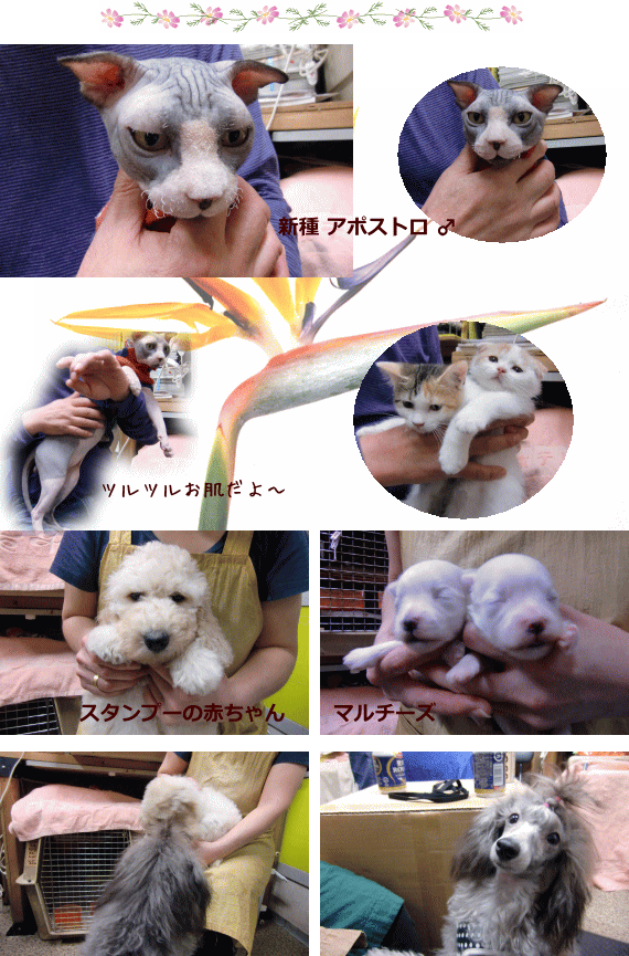 スフィンクス アポストロ Wonder Spa