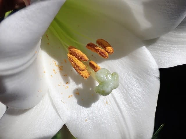 タカサゴユリ 我が家の庭 千葉県白井市 Shuの花日記