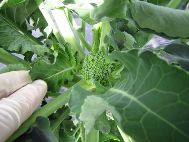 茎ブロッコリー スティックセニョール の支柱 摘心 追肥 大好き 野菜の時間