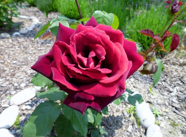 ダマスクローズ 黒バラ パパメイアン が開花です 立てば芍薬座れば牡丹踊る姿は薔薇の花