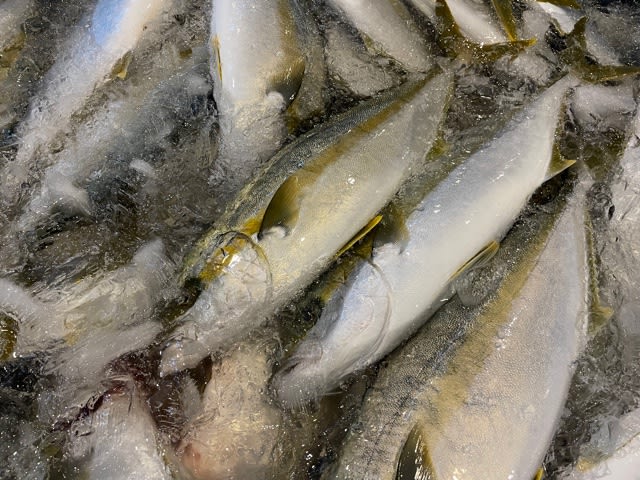 ヒラマサがタンク入り 丸友しまかのお魚日記