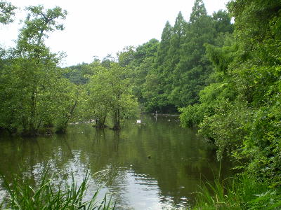 三宝寺池の中に生い茂る木々