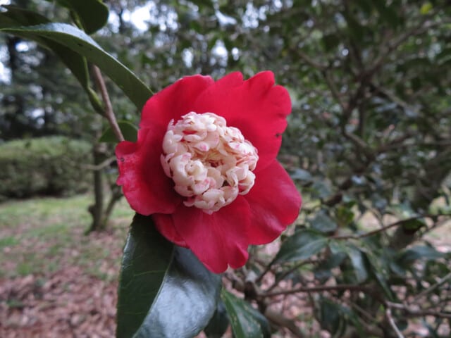 京都府立植物園・椿アーカイブ - なつみかんの木々を見上げて 京都府立植物園・椿アーカイブ - なつみかんの木々を見上げて