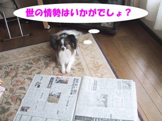 イメージカタログ ここへ到着する 犬 新聞紙 食べる