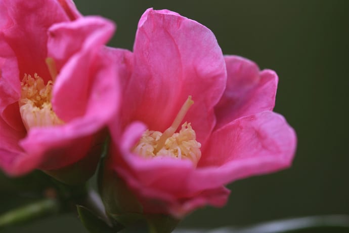 侘助椿 三河侘助 椿 品種未確認 緑萼梅 河津桜 ロシナンテの花散歩 侘助椿 三河侘助 椿 品種未確認 緑萼梅 河津桜 ロシナンテの花散歩
