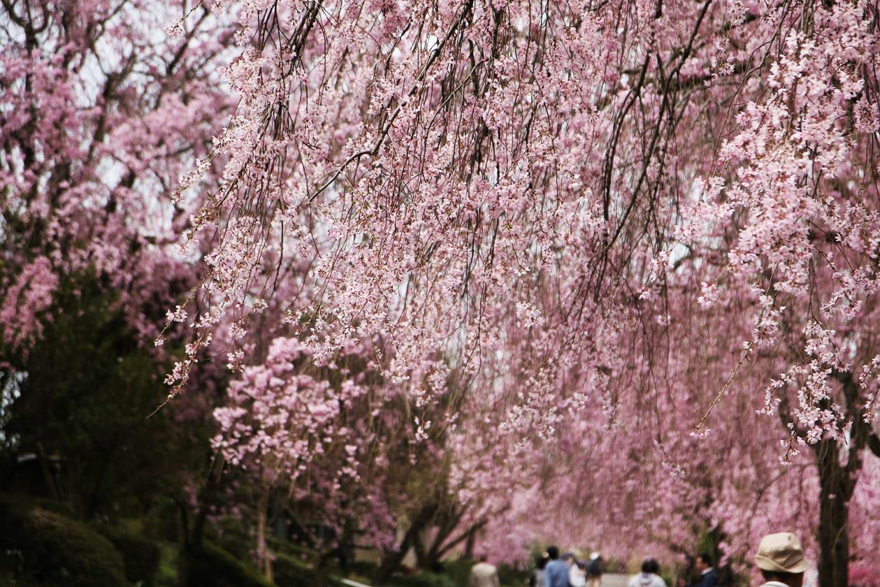 桜のブログが沢山書かれて居るがの画像