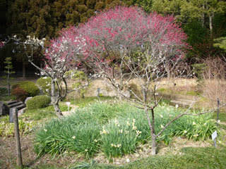 稲美町中央公園・万葉の森の写真