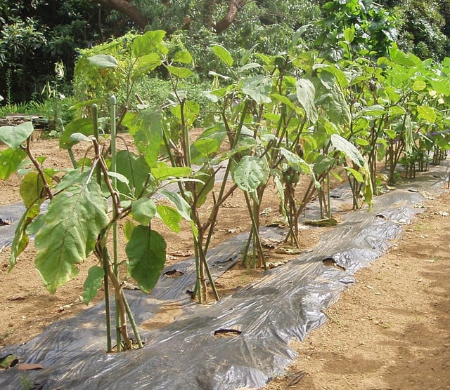 ナスの更新剪定 山畑で野菜作り