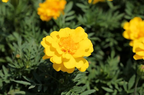 KASAI_SONOTA_016.JPG