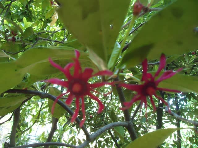 イリシウム メキシカナ 植物 主に観葉植物 日記