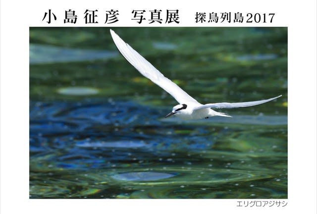 小島征彦写真展 探鳥列島2017 (画像の追加) - アンクル塚本の 小島征彦写真展 探鳥列島2017 (画像の追加) - アンクル塚本の