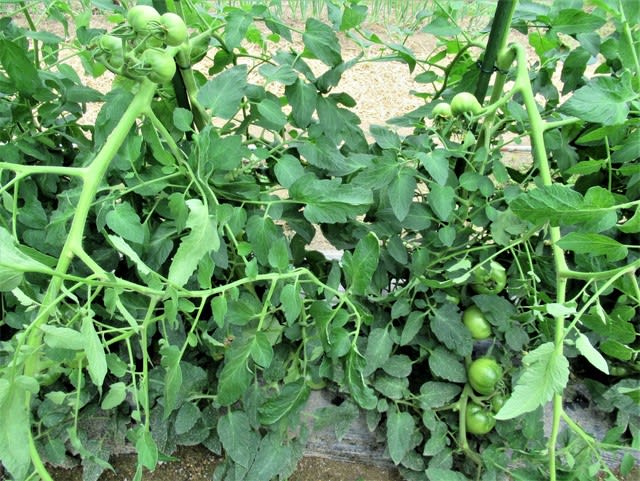 トマト連続摘芯栽培 ２回目の捻枝 里山悠々録