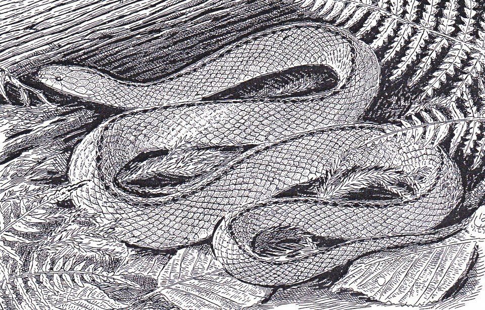 時にはペン画もいいもんだ タカチホヘビ ニョロ親父の部屋 爬虫類 両生類