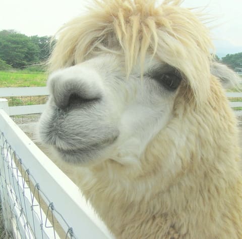 那須アルパカ牧場 アルパカと遊ぼう Tamaっち 那須アルパカ牧場 アルパカと遊ぼう Tamaっち