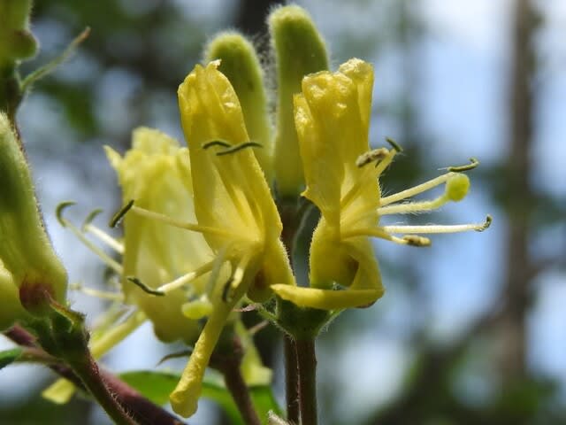 高ボッチ高原・鉢伏山の植物　イボタヒョウタンボク（水蝋瓢箪木）