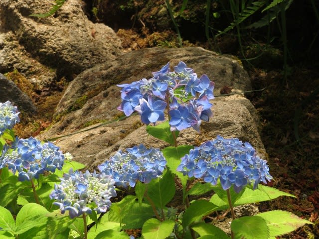 深い青のてまり咲きのヤマアジサイ 日向の青てまり アジサイシリーズ 02 野の花 庭の花