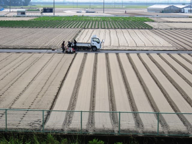 ニンジン種蒔き準備の画像