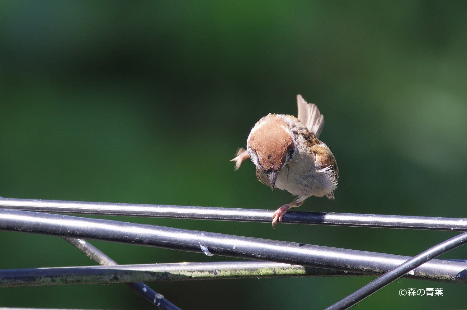 電線雀 森の青葉 Borgで身近な野鳥撮影ブログ 電線雀 森の青葉 Borgで身近な野鳥撮影ブログ