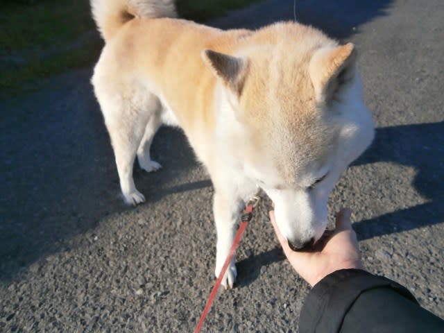 おやつ与えすぎに注意 柴犬ガブ君