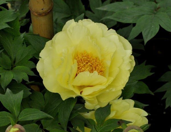 日本初の黄花ぼたん 黄冠 花の公園 俳句 ing 日本初の黄花ぼたん 黄冠 花の公園 俳句 ing