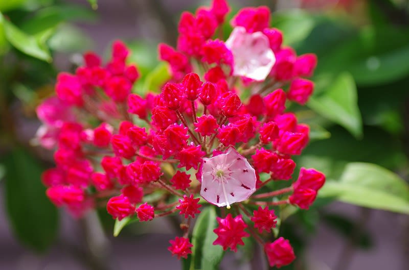 カルミアの赤い花 白い花 ピンクの花 めいすいの写真日記