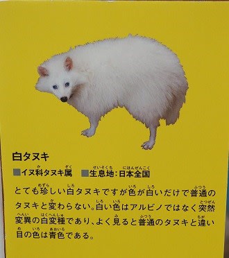 白い動物たち たぬき たんちゃん 愉快なぽん太たち 白い動物たち たぬき たんちゃん 愉快なぽん太たち