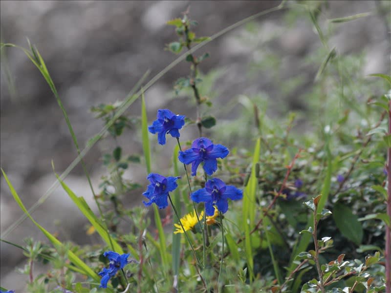 ガザナ神山で見かけた花から 山の花は友達