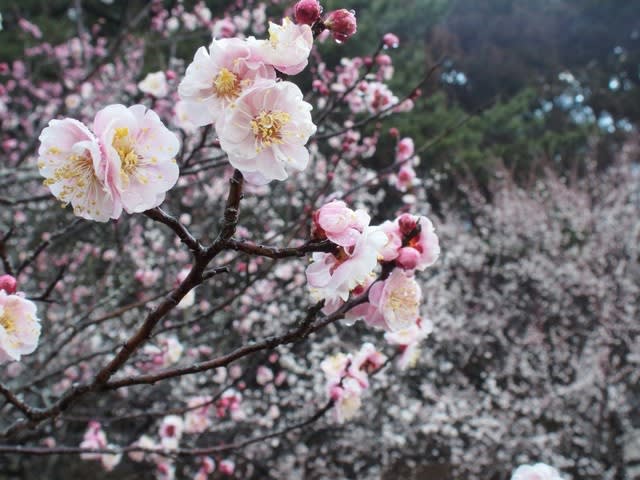 ウメ メジロが好む早春の花は2月1日の誕生花 Aiグッチ のつぶやき Post Like Ai Tweets